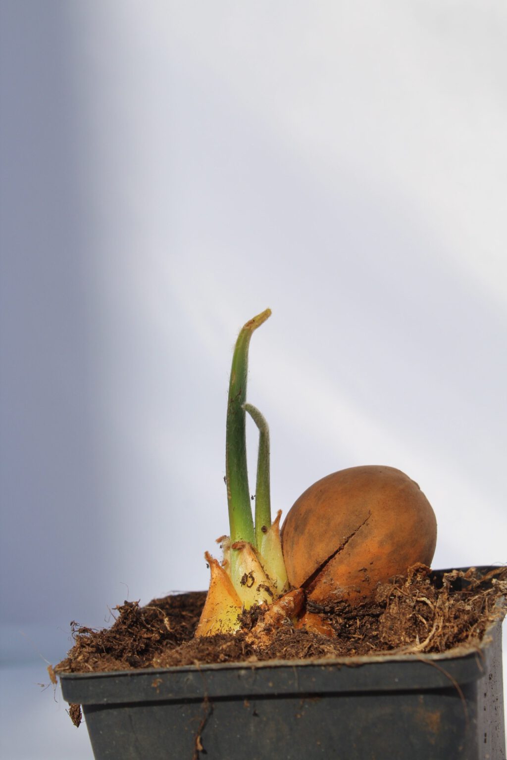Cycas petraea Gilian Plants