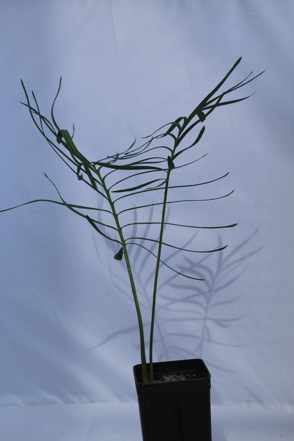 Cycas (thouarsii x Cycas cupida) x cupida Gilian Plants