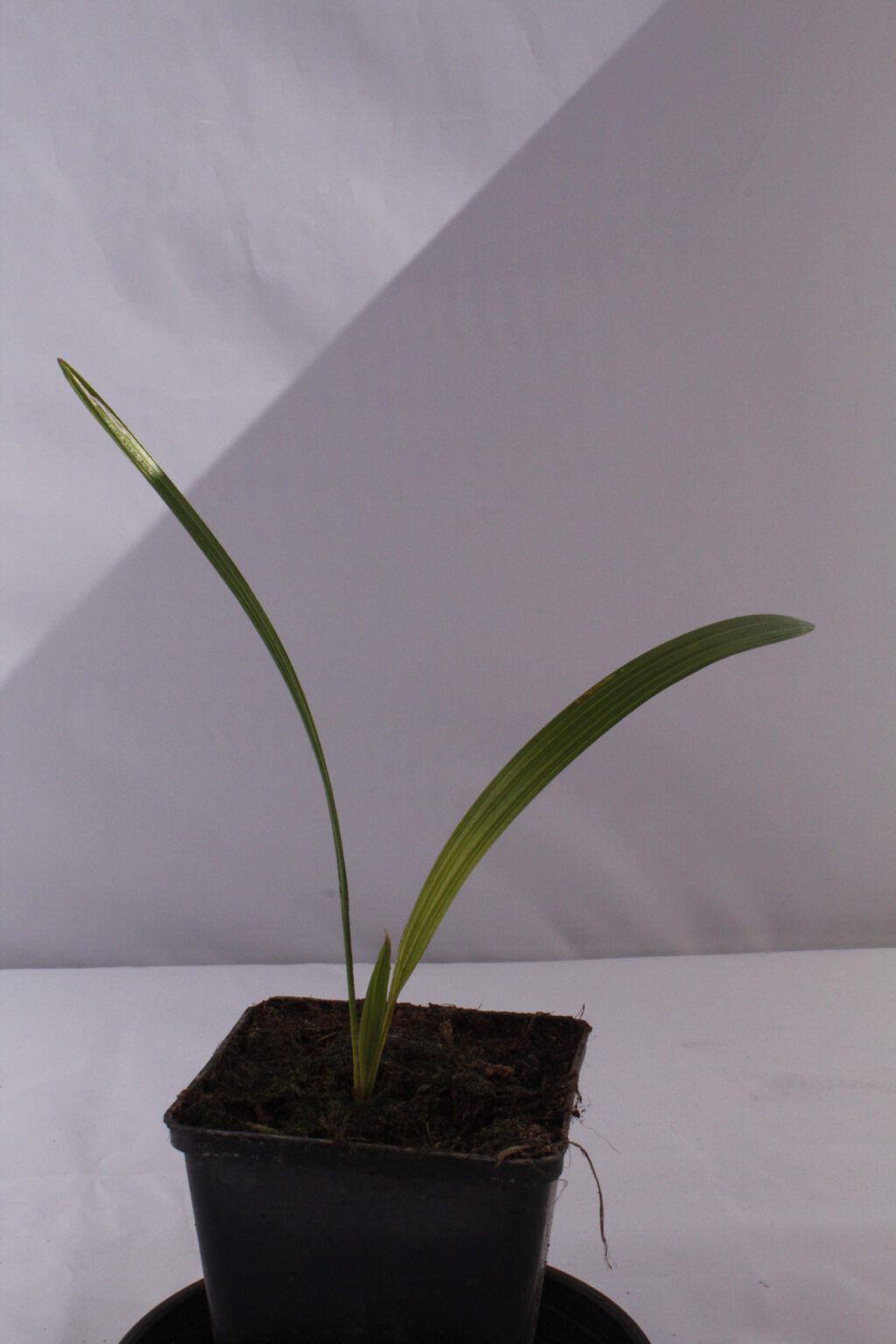 Trachycarpus nanus x princeps Gilian Plants