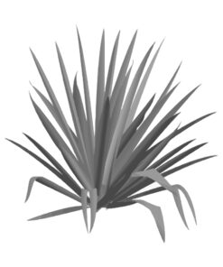 Yucca's