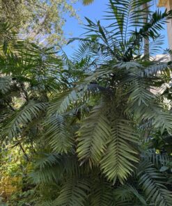 Alternative view of Chamaedorea microspadix