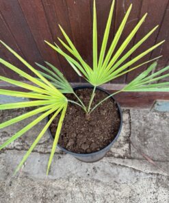 Trachycarpus nanus x princeps