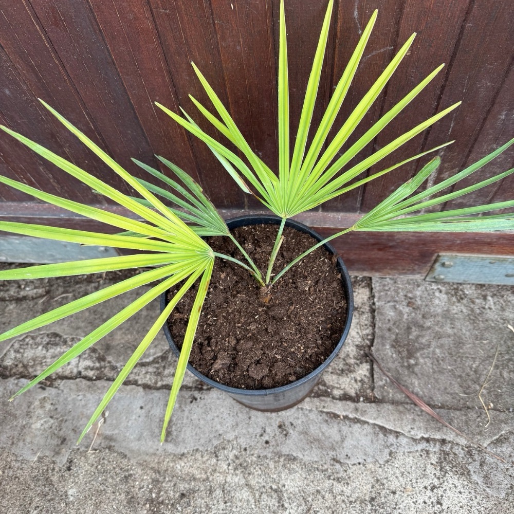 Trachycarpus nanus x princeps