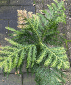 Alternative view of Araucaria nemorosa