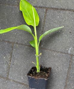 Alternative view of Musa coccinea