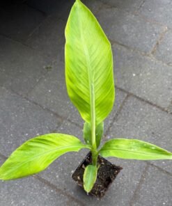 Musa coccinea