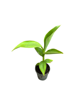 Musa Basjoo - 1 plant