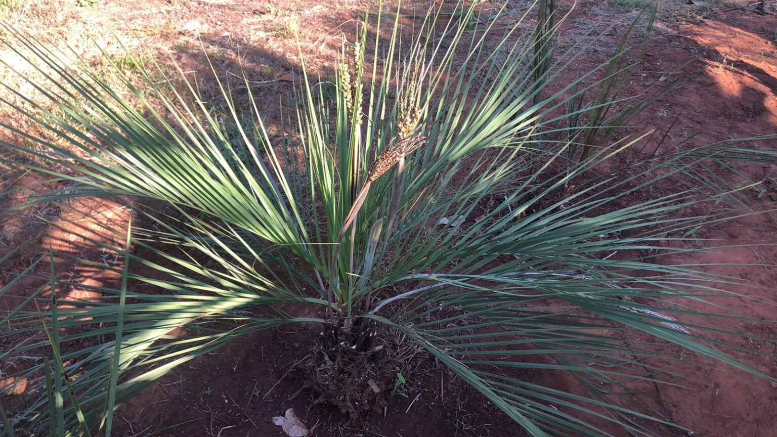 Butia arenicola Gilian Plants