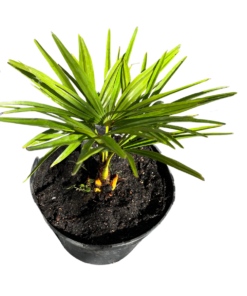 Trachycarpus kumaon x wagnerianus