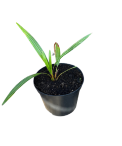 Trachycarpus nanus big size