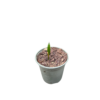 Trachycarpus princeps - Image 2