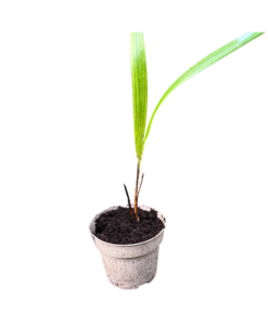 Trachycarpus latisectus - 1 piece