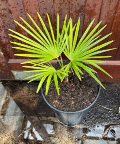 Trachycarpus princeps x nanus