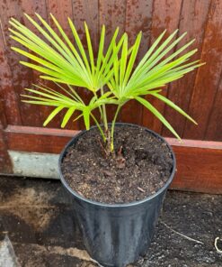 Alternative view of Trachycarpus princeps x nanus