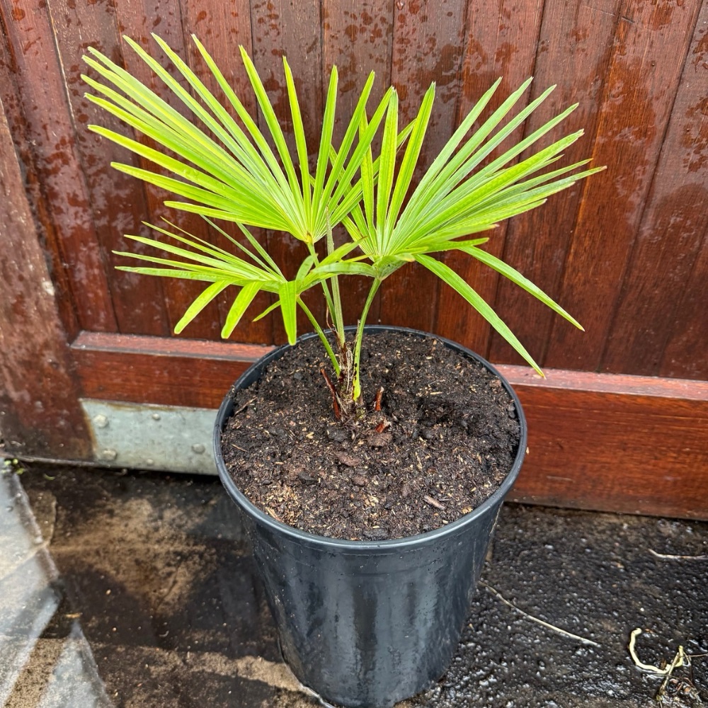 Trachycarpus princeps x nanus – Image 2