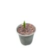 10x Trachycarpus princeps stone gate - Image 2