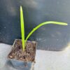 10x Trachycarpus princeps stone gate