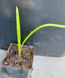 10x Trachycarpus princeps stone gate