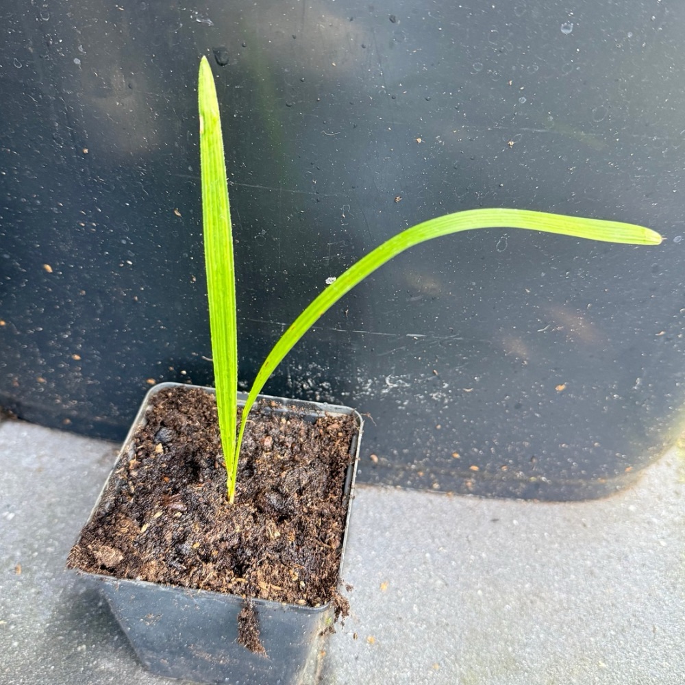 10x Trachycarpus princeps stone gate