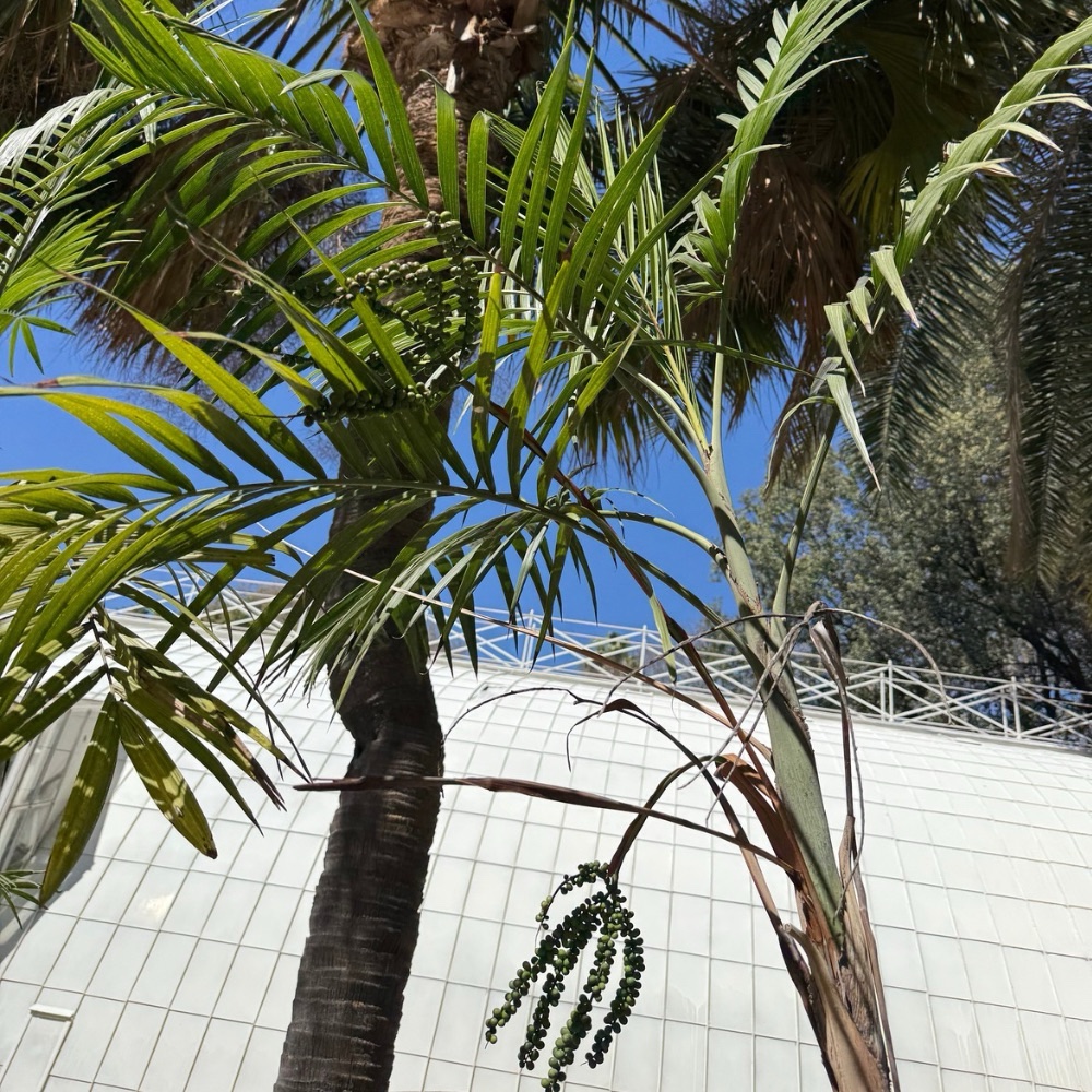 Chamaedorea radicalis – Image 4