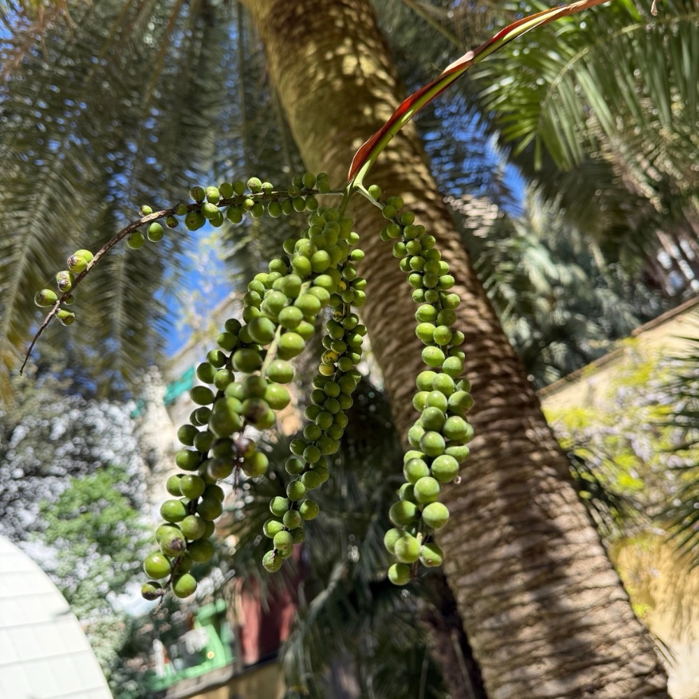 Chamaedorea radicalis – Image 3