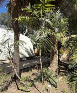 Alternative view of Chamaedorea radicalis