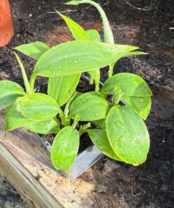 Alternative view of Musa griersonii