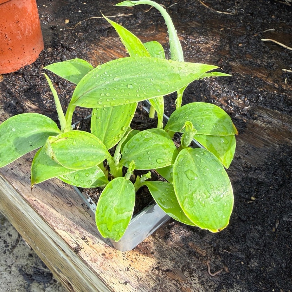 Musa griersonii - Image 2