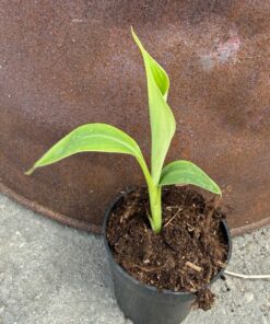 Musa griersonii
