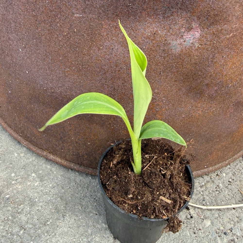 Musa griersonii