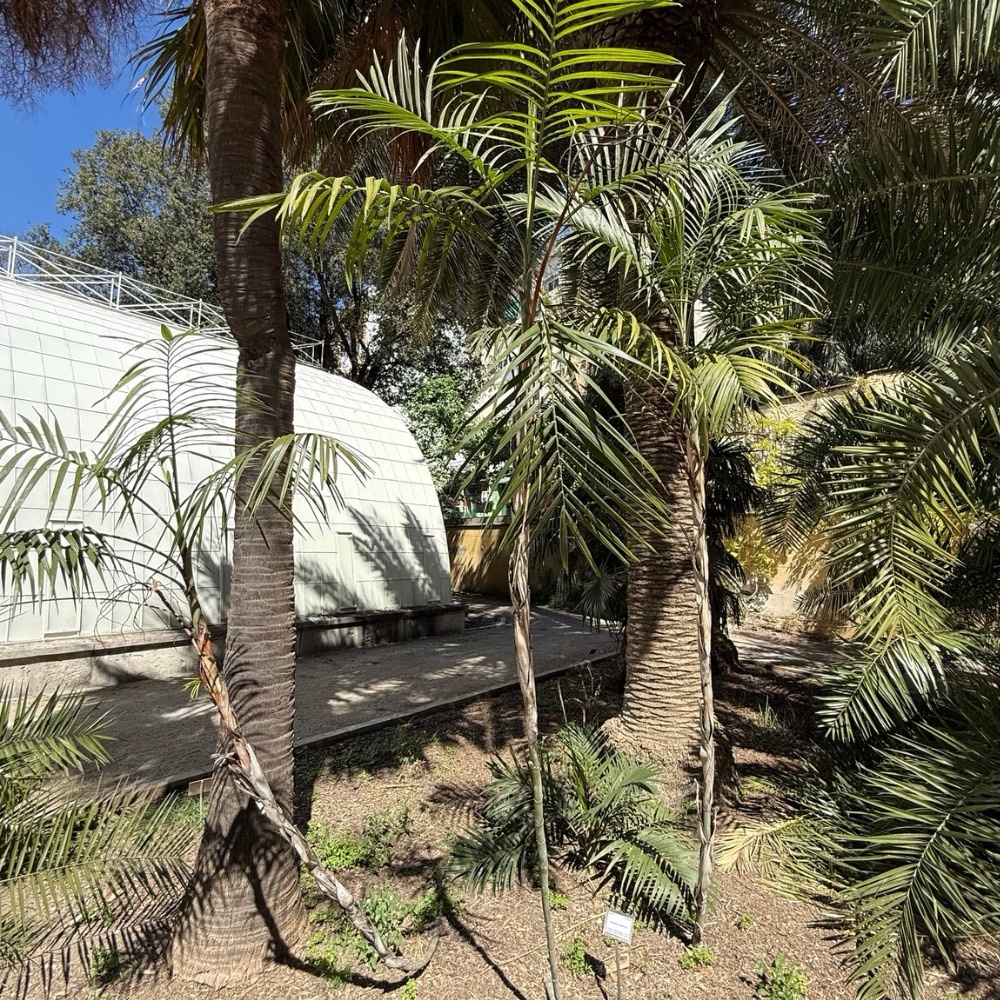 Chamaedorea radicalis – Image 2