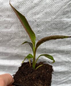 Musa super black
