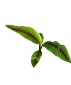 Musa itinerans forma india - 1 plant