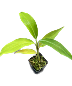 musa cheesmanii - 5 plants