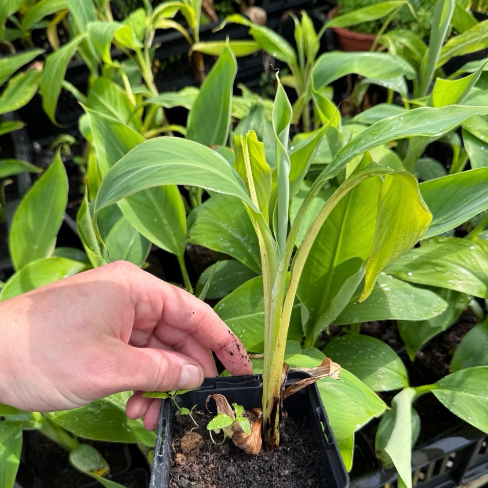 Musa balbisiana gigantea