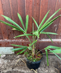 Trachycarpus tesan - split leaves