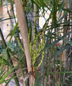 Alternative view of Chamaedorea seifrizii