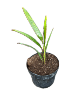 Trachycarpus winsan - starting split leaves