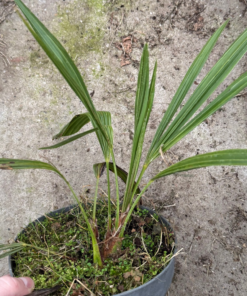 Trachycarpus naggy x nova - medium