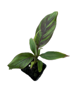 Musa helens hybrid - 1 plant