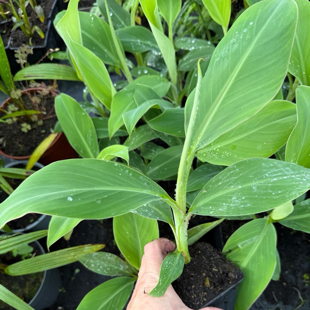 Musa saba