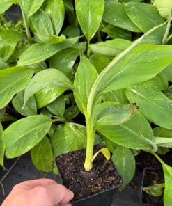 Musa kandarian - 1 plant