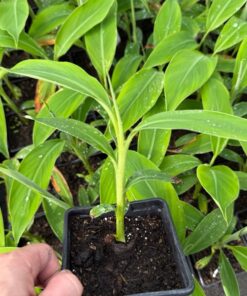 Musa itinerans var. chiumei