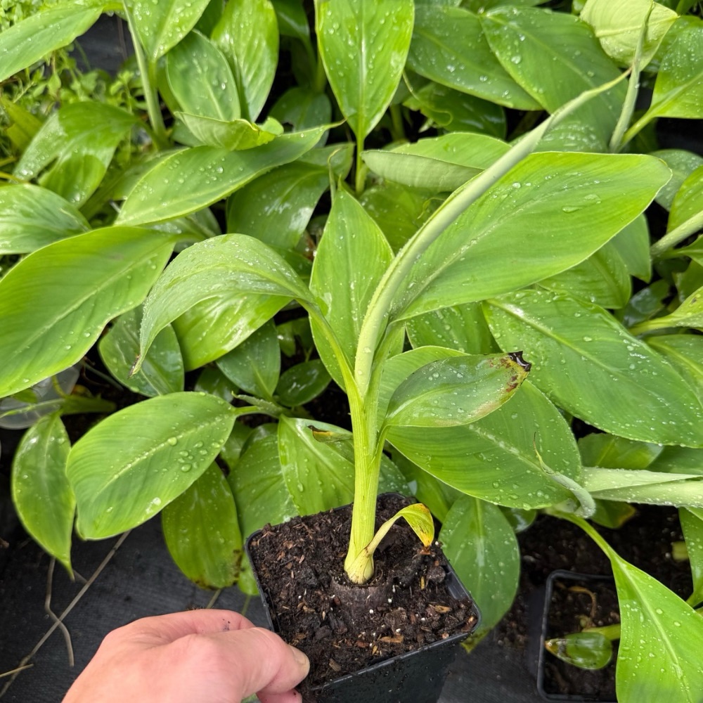 Musa kandarian