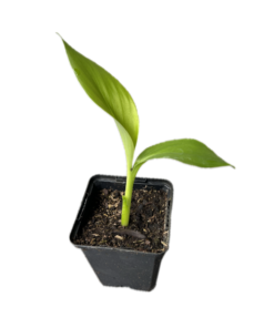 Ensete gilletii - small