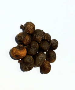 Trachycarpus geminisectus