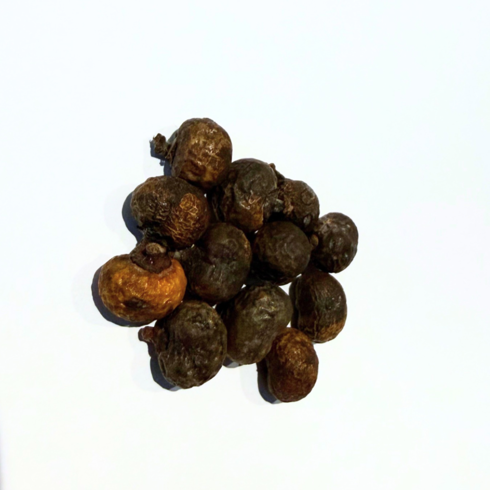 Trachycarpus geminisectus