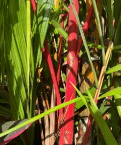 Alternative view of Cyrtostachys renda