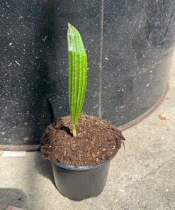 Rhapidophyllum hystrix