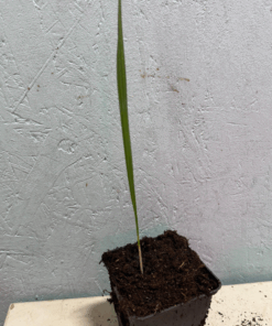 Sabal defuniak springs